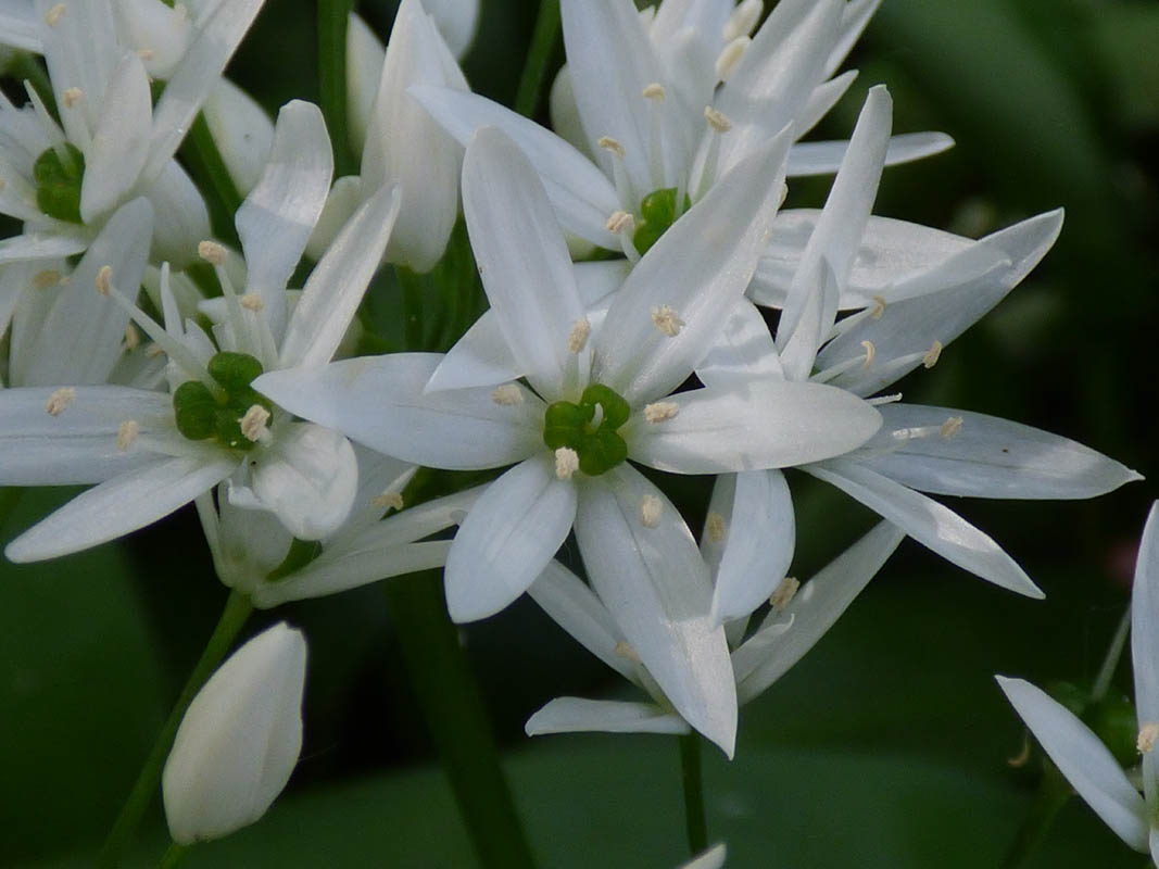 Allium ursinum